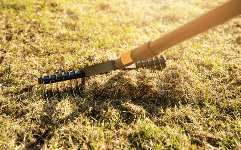 Dethatching