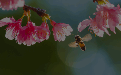 Spring To Do List to Take Care of your Garden and Lawn