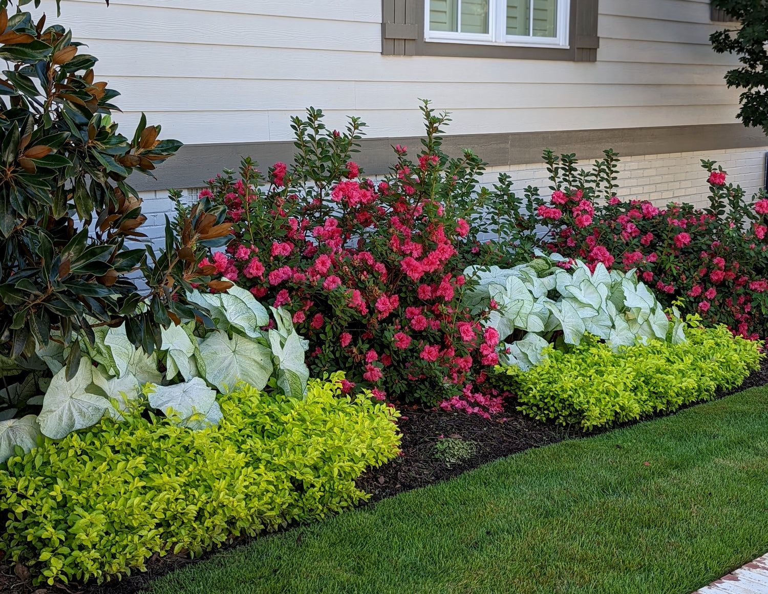 Well maintained front yard flower bed with pink blooming shrubs, white caladiums, green border plants, fresh mulch, and healthy lawn
