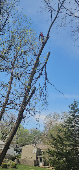 Professional tree climber removing branches high in a tree at a residential property in Kansas City.