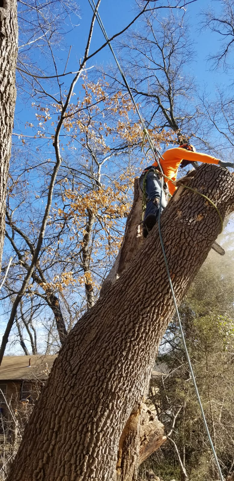 Tree climber using ropes and a chainsaw to cut a large tree limb at a residential property in Kansas City.
