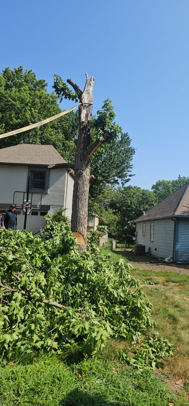 Large tree trunk with cut branches and green tree debris after tree removal work at a residential property in Kansas City.
