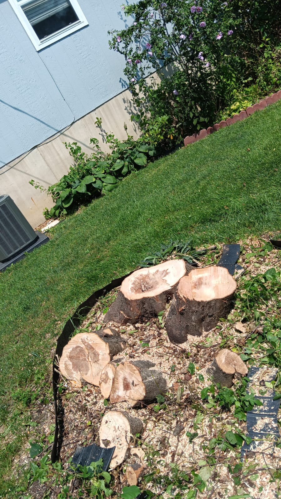 Cut tree stumps and wood debris in a residential landscape bed prepared for stump grinding and cleanup in Kansas City.