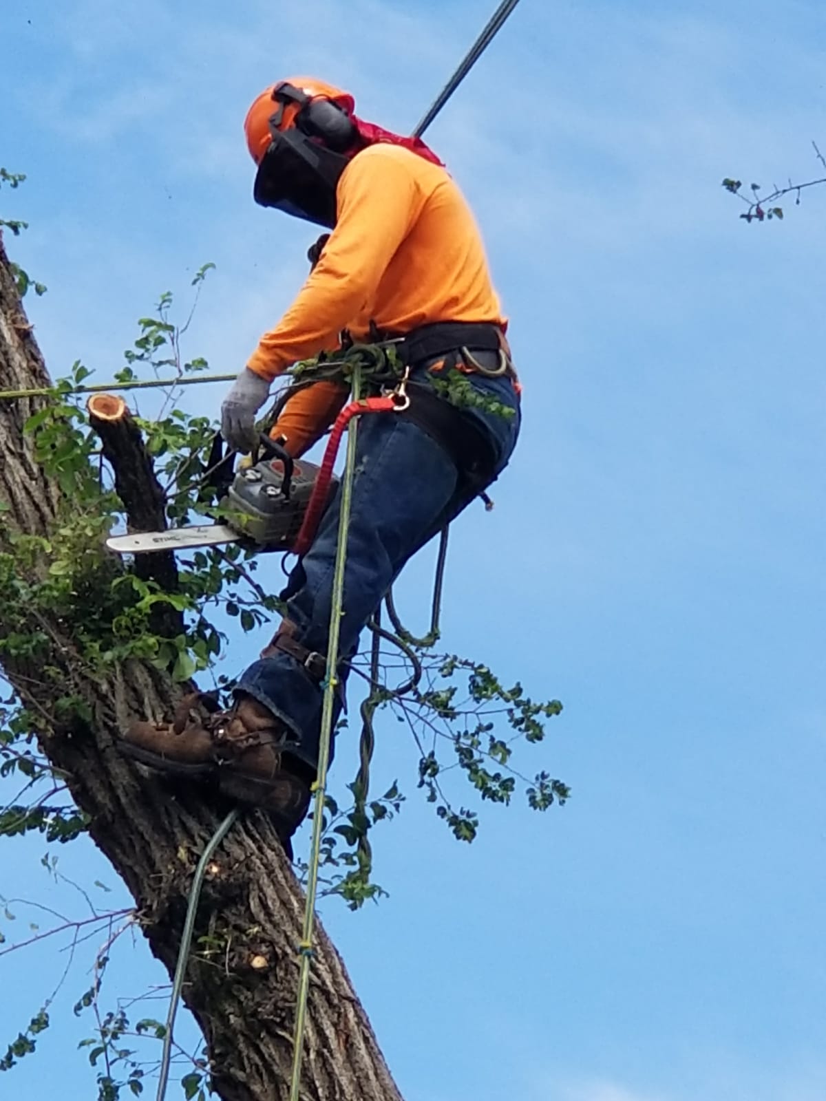 Tree service worker using a chainsaw while secured with climbing gear to trim branches from a tree in Kansas City.