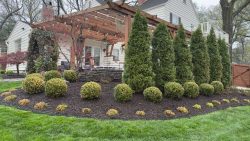 Evergreen shrubs, fresh mulch, and clean edging create a polished landscape bed around this backyard patio. Evergreen shrubs, boxwoods, mulch, and small plants installed in a curved landscape bed near a backyard patio in Kansas City.