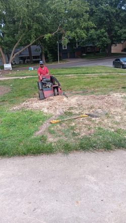 Professional stump grinding helps remove unwanted stumps and prepare the yard for cleanup or new landscaping. Mountain Landscaping crew member using a stump grinder to remove a tree stump from a residential yard in Shawnee, Kansas.