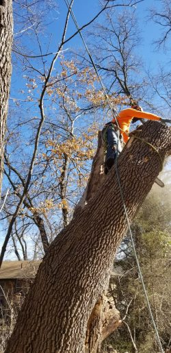 Professional tree climbing and limb cutting help remove large branches safely from residential properties. Tree climber using ropes and a chainsaw to cut a large tree limb at a residential property in Kansas City.
