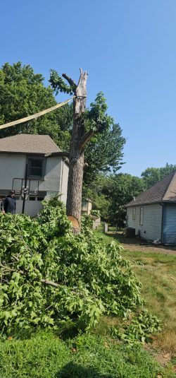 Tree removal and branch cleanup help clear overgrown or damaged trees from residential properties. Large tree trunk with cut branches and green tree debris after tree removal work at a residential property in Kansas City.